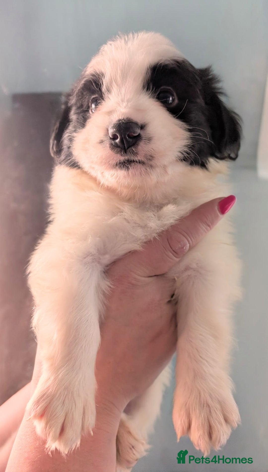 Mixed Breed dogs for sale: Beautiful Bordernese Puppies - Advert 20