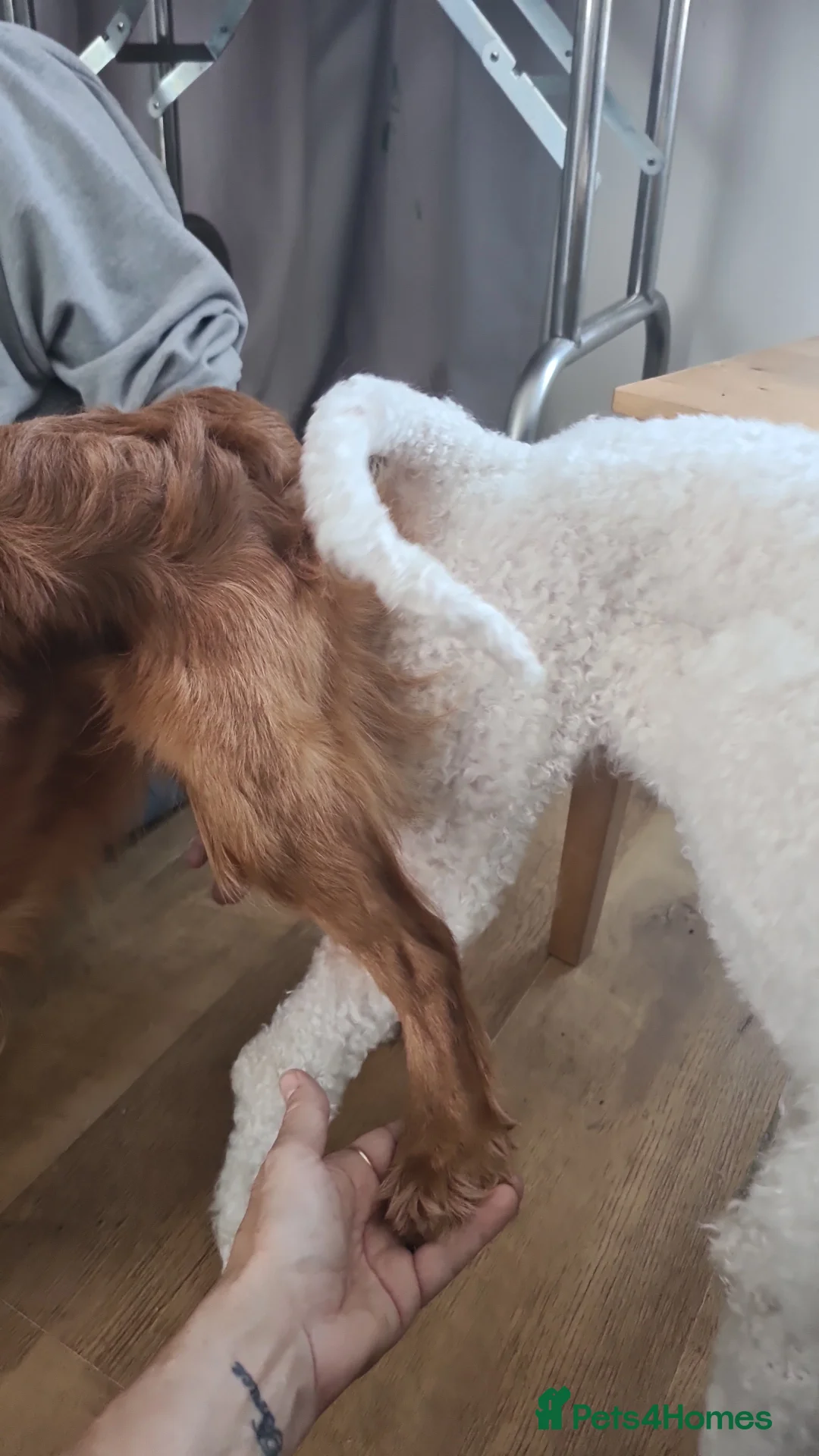 Cavalier King Charles Spaniel dogs for stud:  HEALTH TESTED kc cavalier king charles for stud  in Bedford - Advert 9