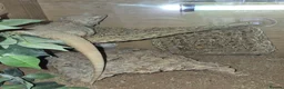 Bearded Dragon reptiles for sale: Male beared dragon plus viv  in South Shields - Advert 4