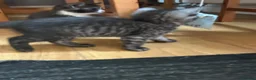 Mixed Breed cats for sale: 5 BEAUTIFUL KITTENS  in Derby - Advert 13