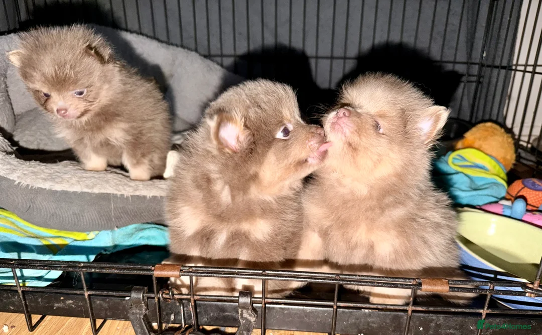 Pomeranian dogs for sale: Stunning fluffy Pomeranian pups lilac and tan  - Advert 2