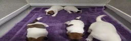 Jack Russell dogs for sale: Jack russell pups  in Stevenston - Advert 3