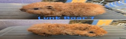 Guinea Pig rodents for sale: Swiss and Lunkarya GuineaPupz Pigs  - Advert 6