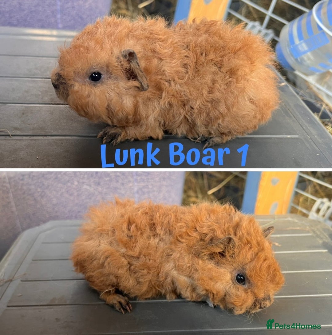 Guinea Pig rodents for sale: Swiss and Lunkarya GuineaPupz Pigs  - Advert 6