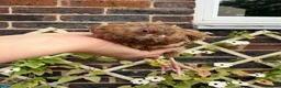 Quail poultry for sale: Scarlet / Red range Coturnix quail  - Advert 7