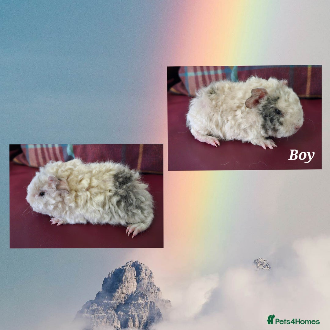 Guinea Pig rodents for sale: Beautiful funky babies - Advert 3