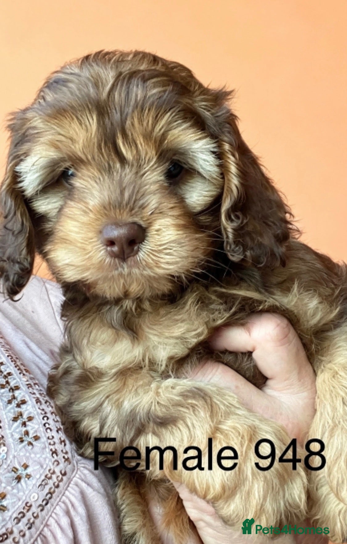 Cockapoo dogs Yankee Doodle  - Advert 10