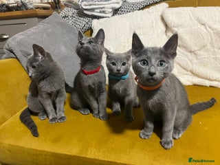 Russian Blue cats Gorgeous Championship Russian blue kittens - Advert 1