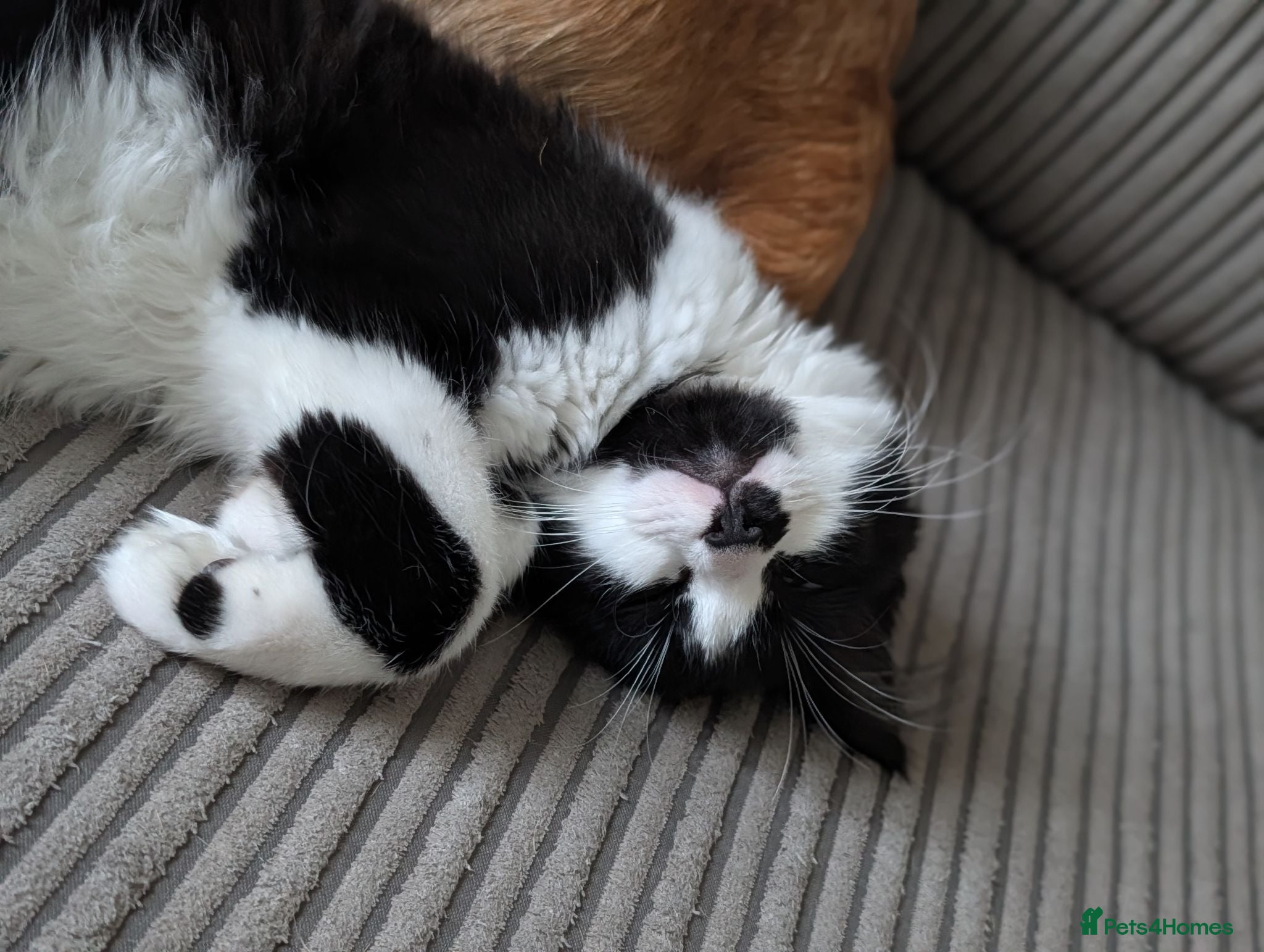 Mixed Breed cats Winnie  - Advert 3
