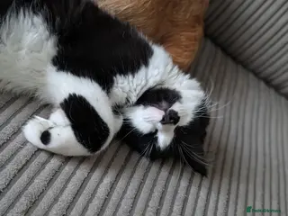 Mixed Breed cats Winnie - Advert 3