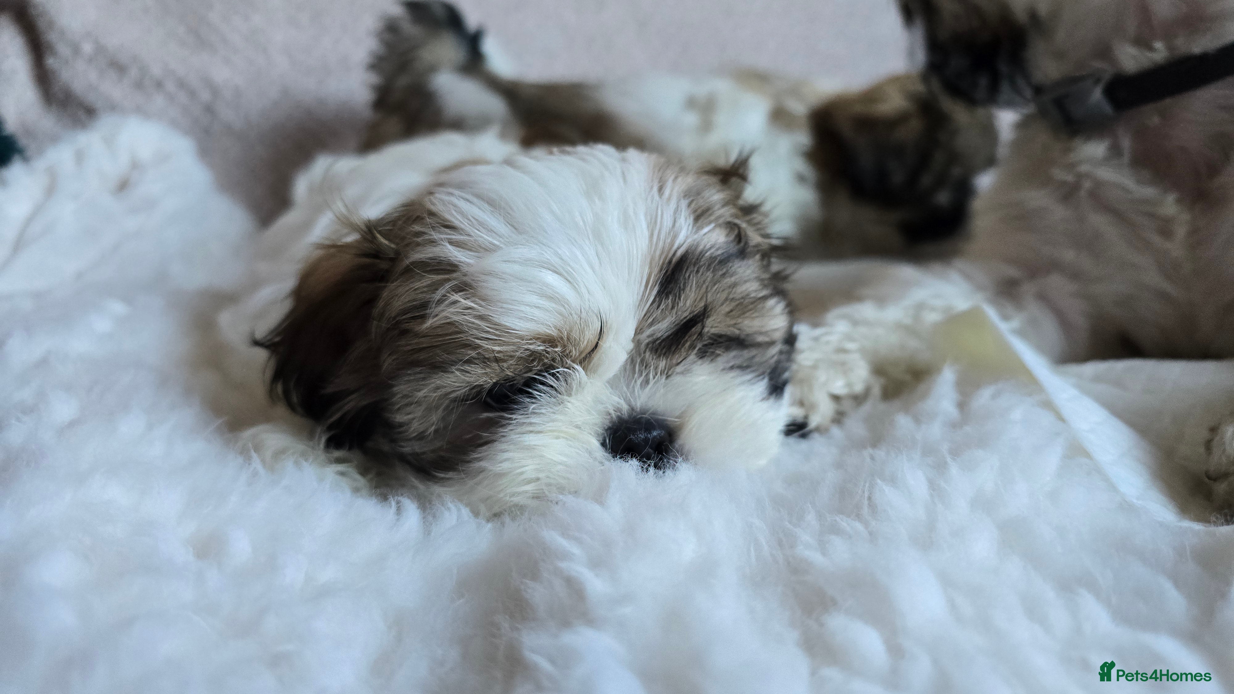 Shih Tzu dogs Two Shih Tzu female - Advert 4