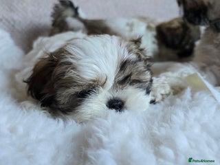 Shih Tzu dogs Two Shih Tzu female - Advert 2