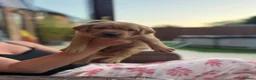 Labrador Retriever dogs for sale: Harleigh & FTCH Jarailstar Hogen of Stauntonvale - Advert 10