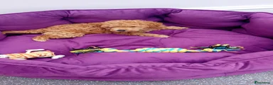 Toy Poodle 2