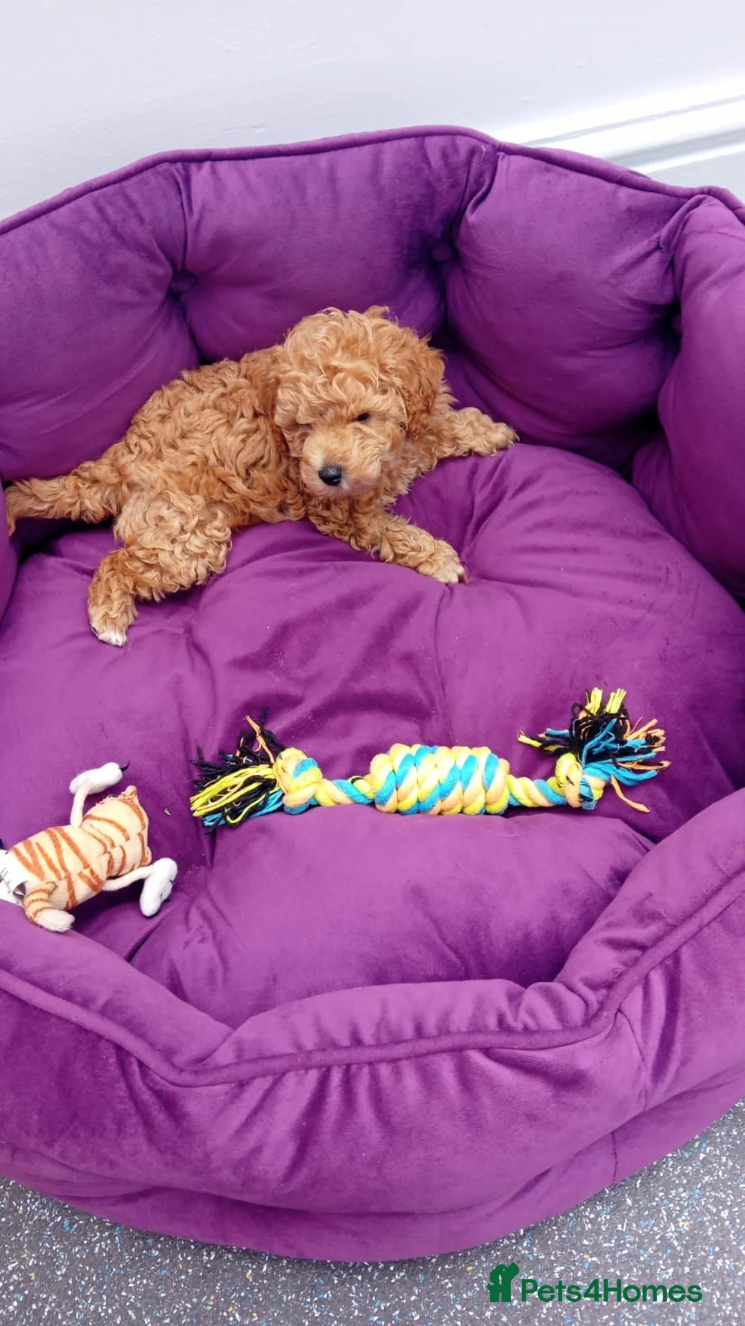 Toy Poodle dogs for sale: Very Small Toy Poodles - Advert 10
