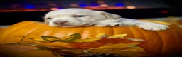 Labrador Retriever dogs for sale: KC health tested 2females left,champagne & silver  - Advert 8
