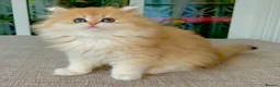 British Longhair cats for sale: Golden Longhair Kittens BY12 in Cardiff - Advert 16