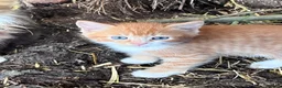 Mixed Breed cats for sale: Beautiful farm kittens for sale.  - Advert 6
