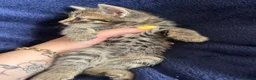Bengal cats for sale: Belgian kittens  - Advert 9