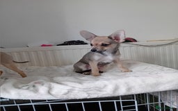 Miniature Pinscher dogs for sale: Mini pinscher for sele  - Image 14