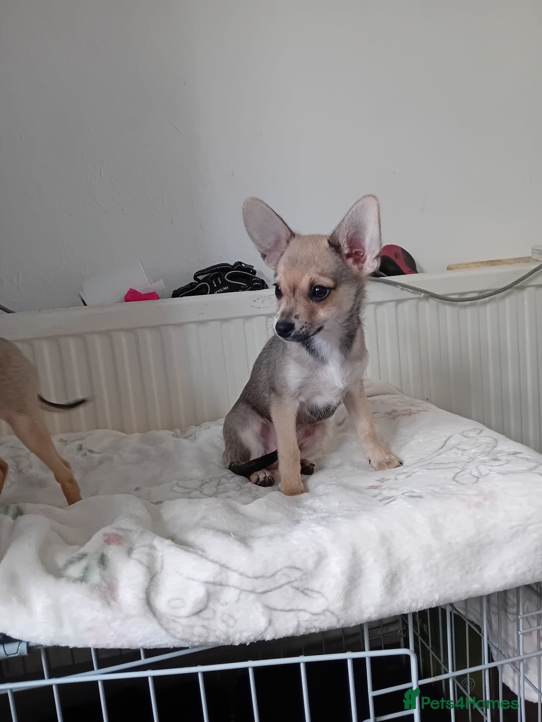 Miniature Pinscher dogs for sale: Mini pinscher for sele  - Image 14