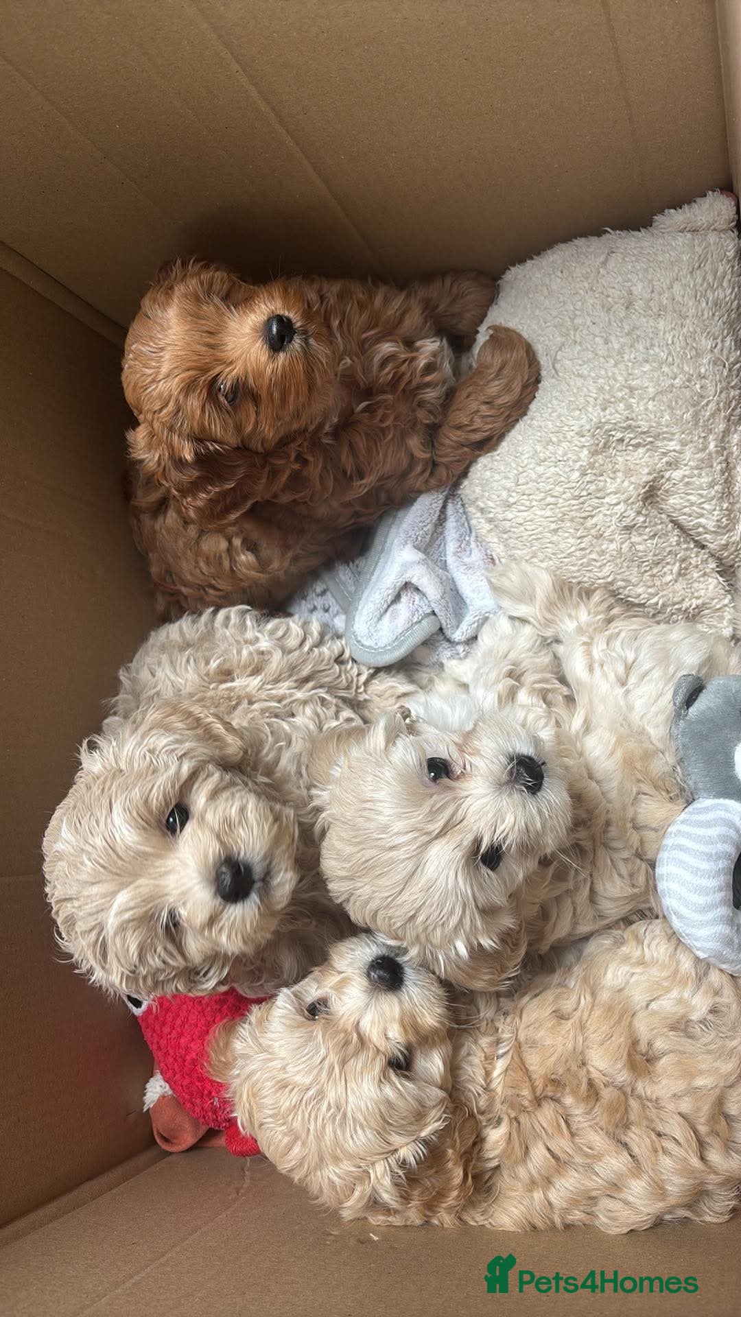Maltipoo dogs Maltipoo puppies ❤️(only boys available) - Advert 5