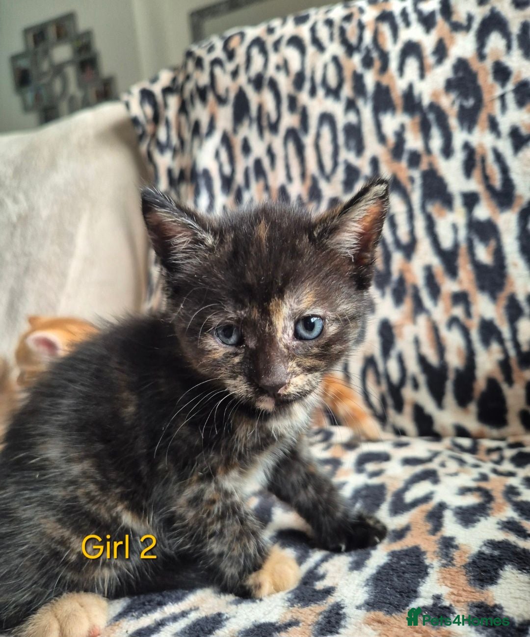 Egyptian Mau cats 3 beautiful kittens 😸  - Advert 1
