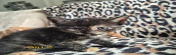 Egyptian Mau cats for sale: 3 beautiful kittens 😸  in Coulsdon - Advert 4