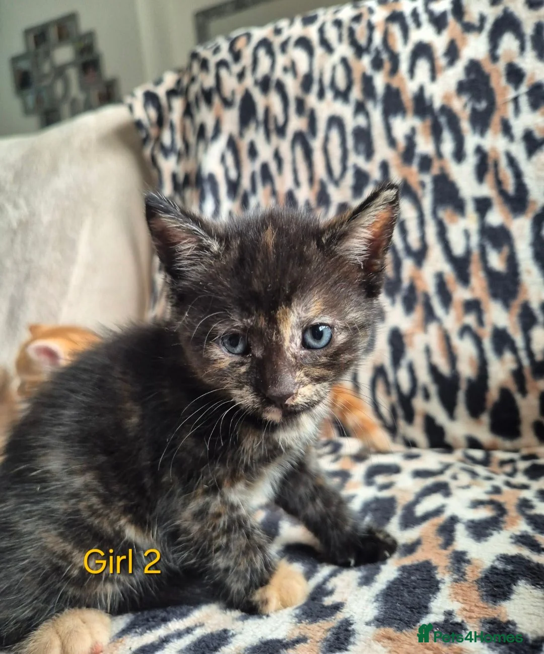 Egyptian Mau cats for sale: 1 beautiful kitten left😸  - Advert 1
