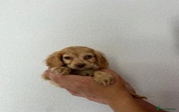Cocker Spaniel dogs for sale: STUNNING COCKER SPANIEL PUPPIES  - Image 18