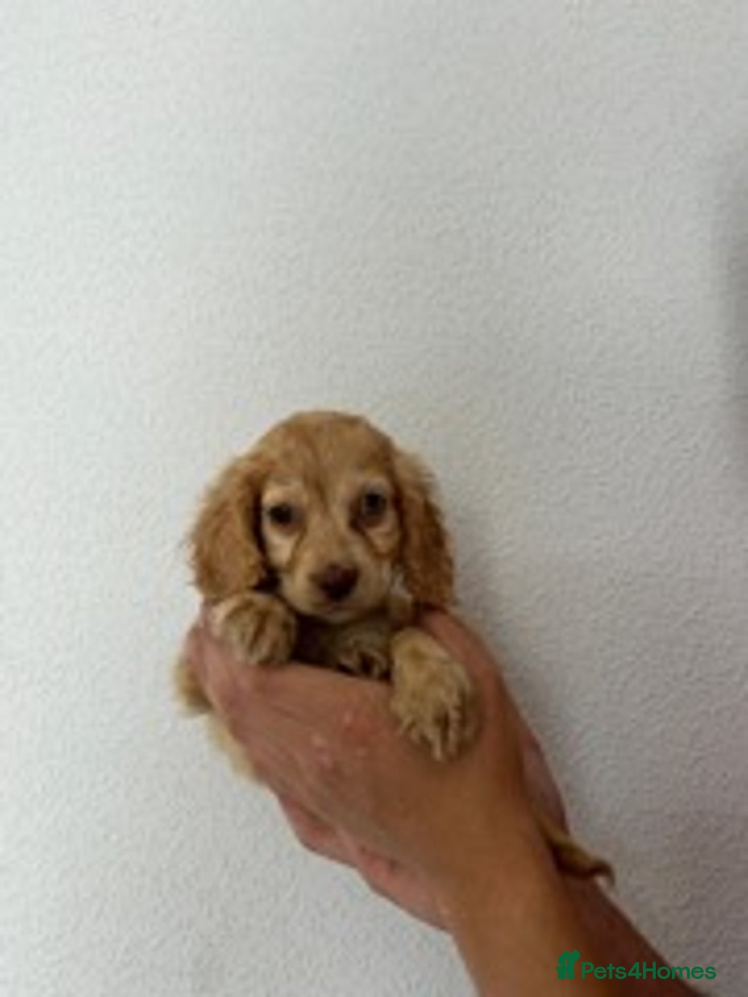 Cocker Spaniel dogs for sale: STUNNING COCKER SPANIEL PUPPIES  - Image 18