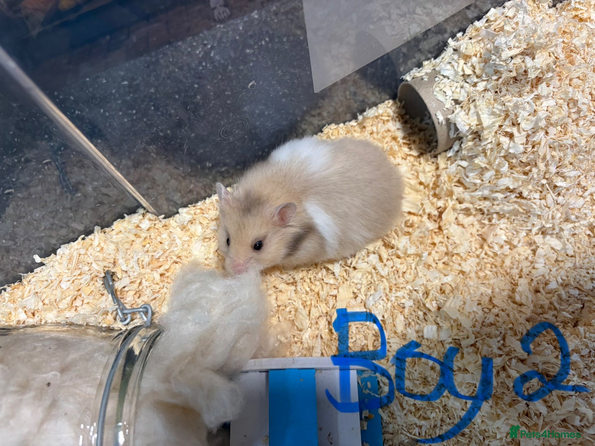 Hamster rodents for sale: Baby Syrian hamsters - Advert 7