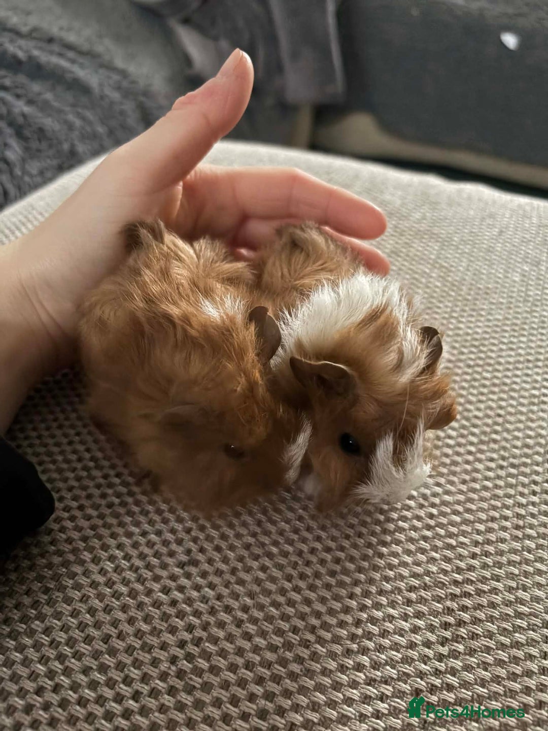 Guinea Pig rodents for sale: Adult and baby guinea pigs - Advert 20