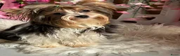 Yorkshire Terrier dogs for sale: Absolutely gorgeous tiny Yorkshire Terrier girl  - Advert 2