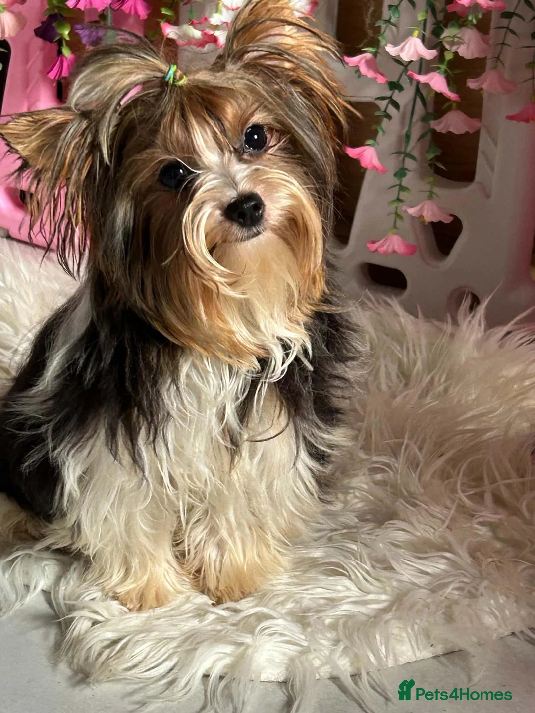 Yorkshire Terrier dogs for sale: Absolutely gorgeous tiny Yorkshire Terrier girl  - Advert 2