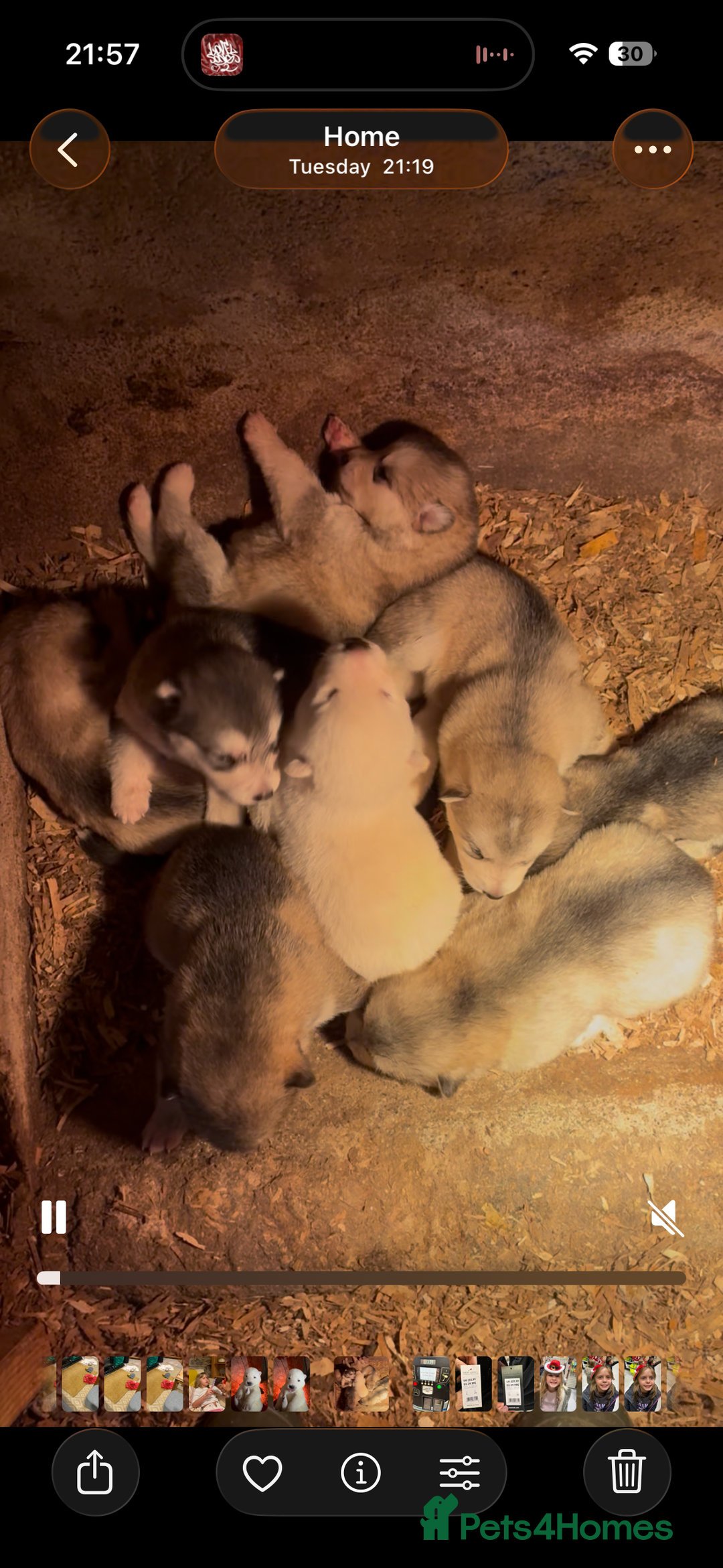 Alaskan Malamute dogs for sale: K.C registered Quality Alaskan Malamute puppies - Advert 11