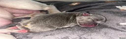 French Bulldog dogs for sale: Beautiful French Bulldog Puppies  in Welling - Advert 18