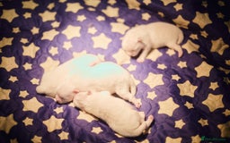 Pomeranian dogs for sale: Beautiful white teddy bear pomeranian puppies - Image 2