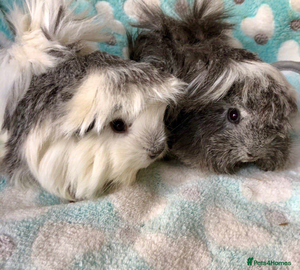 Guinea Pig rodents Baby Peruvian Sisters  - Advert 2