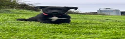 Mixed Breed dogs for sale: 4 beautiful border collie X kelpie pups for sale  - Advert 3
