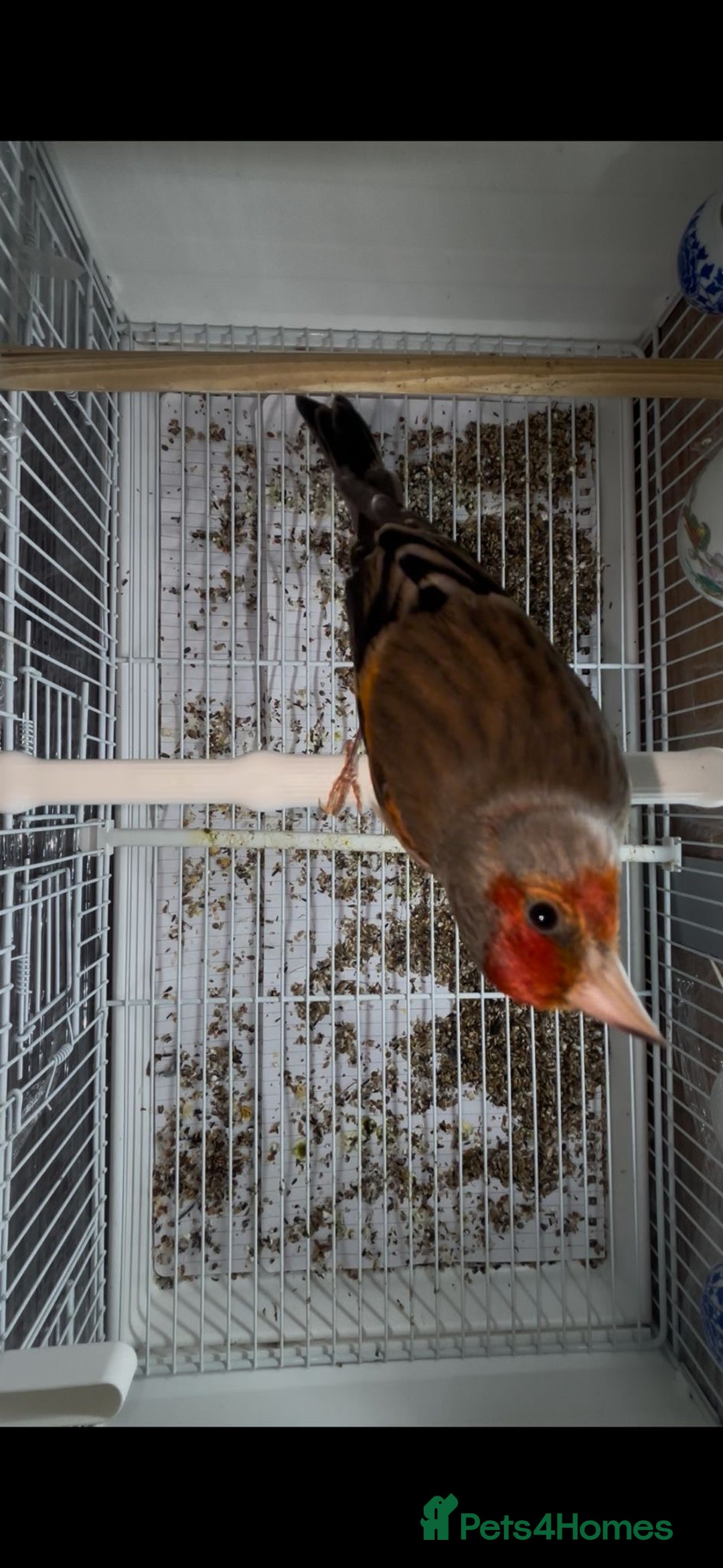Finches birds for sale: Goldfinches mixed with Canary  - Advert 2