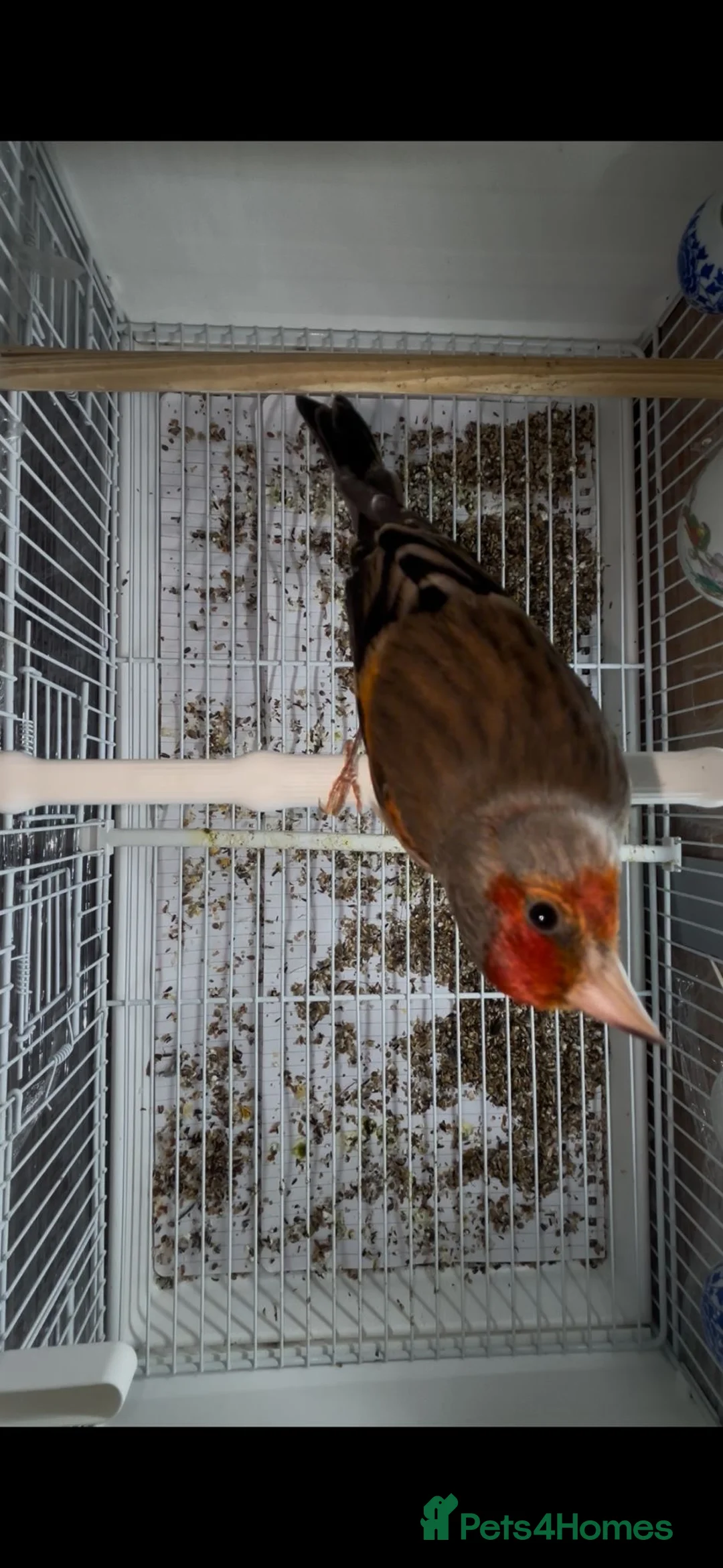 Finches birds for sale: Goldfinches mixed with Canary  - Advert 2