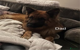 German Shepherd dogs for sale: Beautiful purebred German shepherd puppies - Image 4