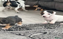 Mixed Breed dogs for sale: I have six beautiful jack dash for sale  - Image 16