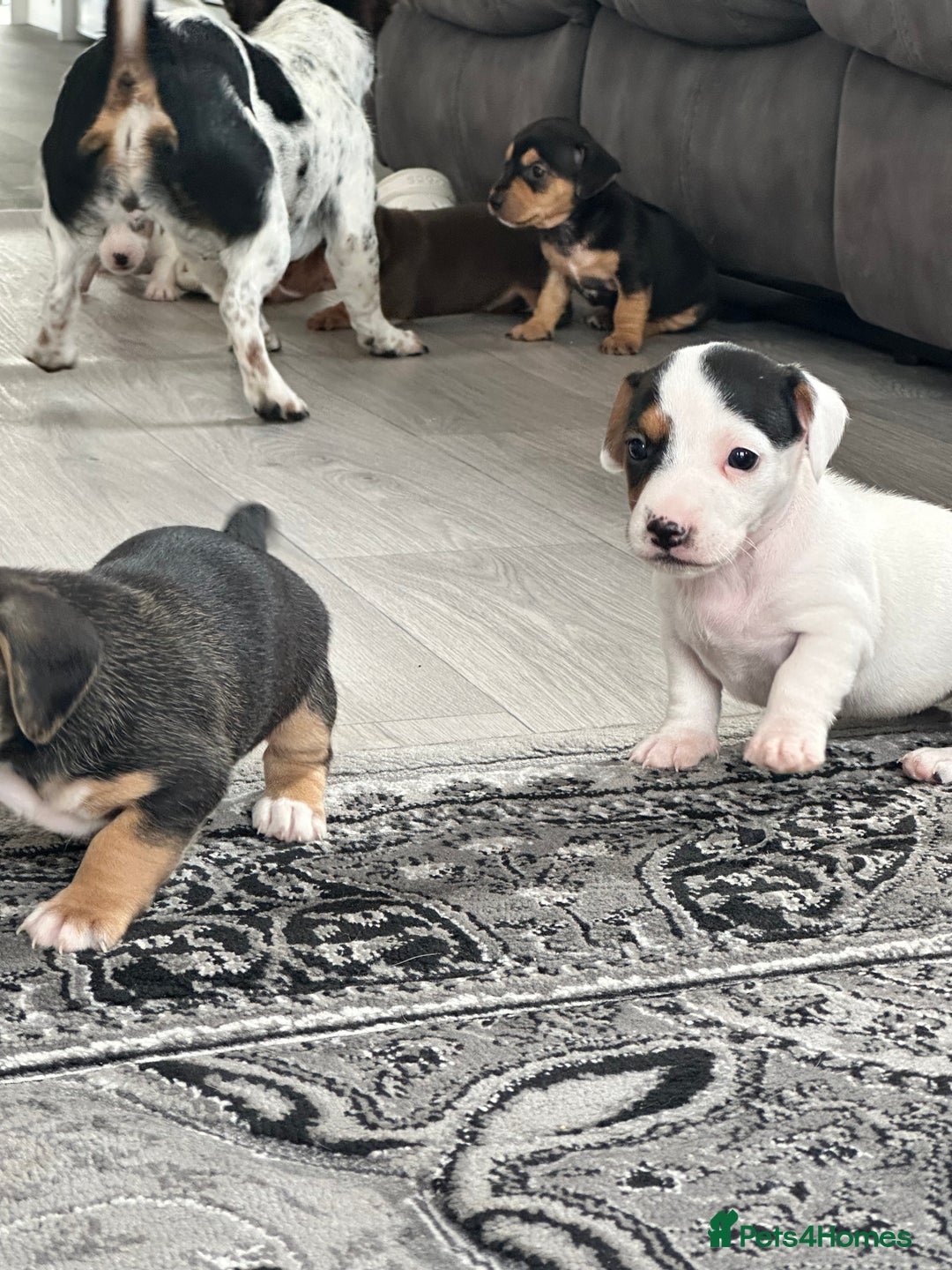 Mixed Breed dogs for sale: I have six beautiful jack dash for sale  - Image 16