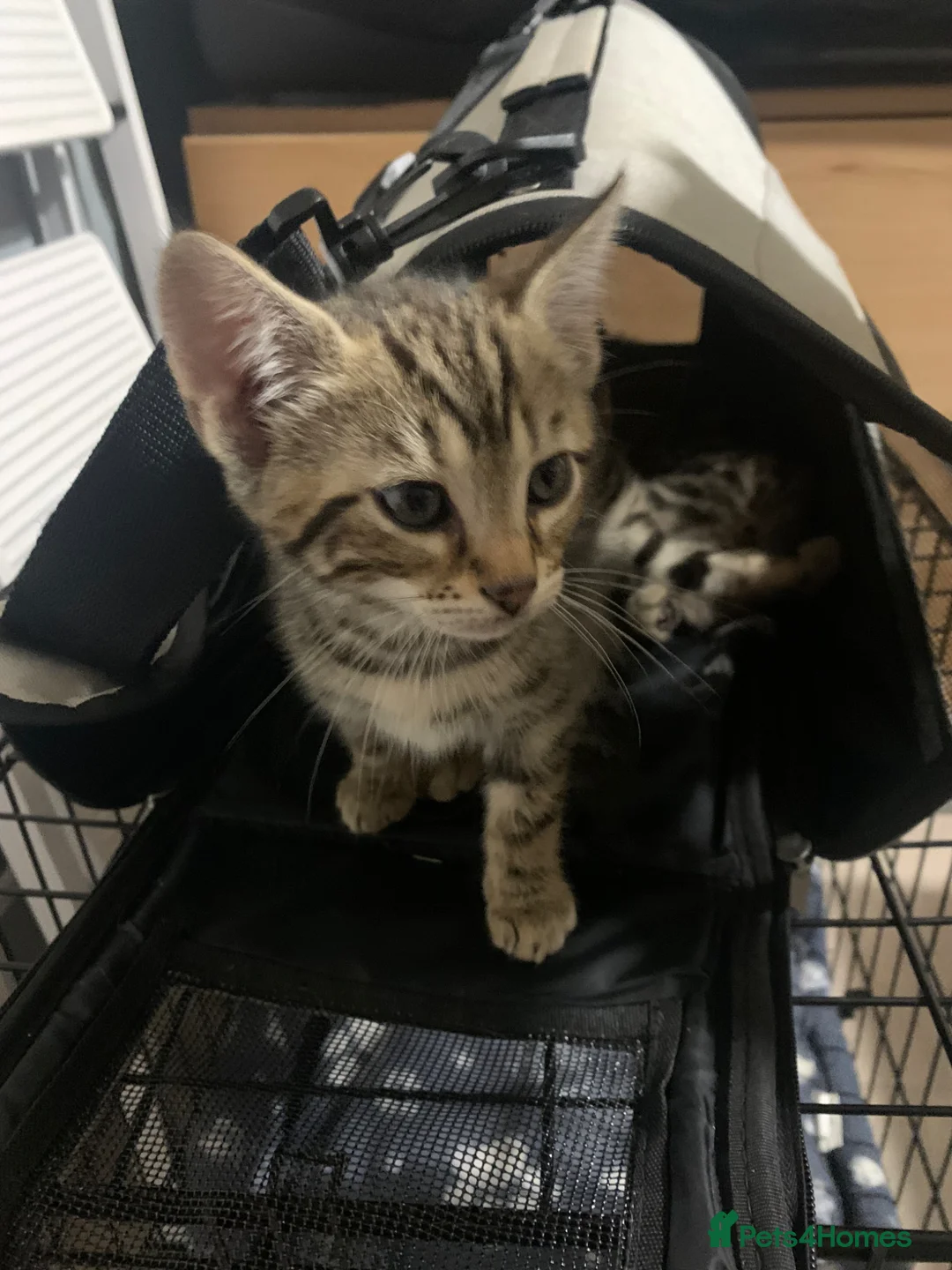 Mixed Breed cats for sale: Kittens bengal cross ordinary short hair  - Advert 6