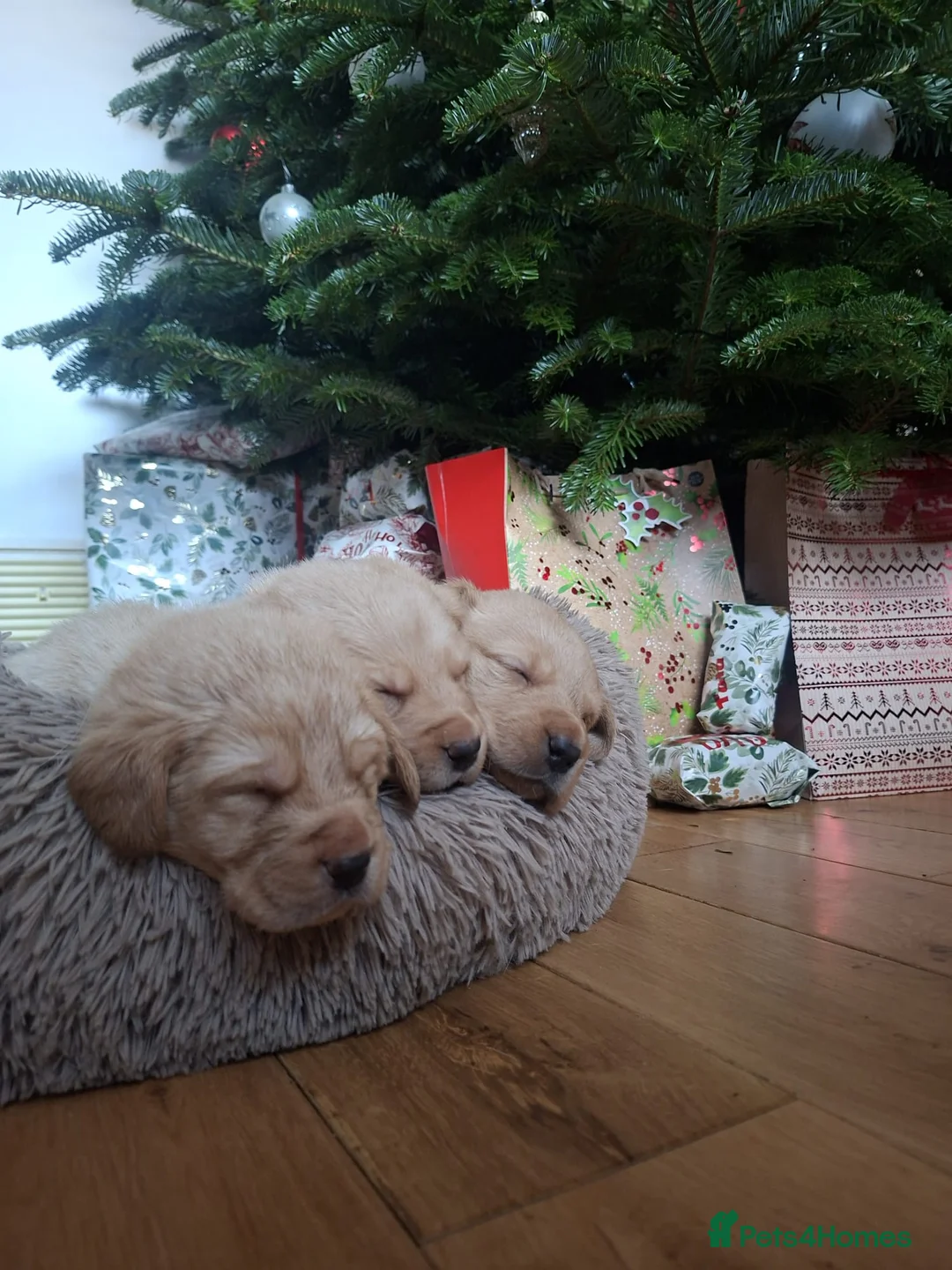 Labrador Retriever dogs for sale: * SOLD * Stunning litter of 9 golden labradors  - Advert 21