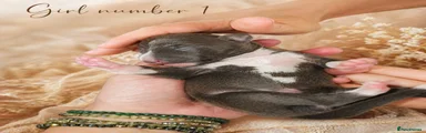Italian Greyhound Puppy 2