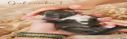 Italian Greyhound dogs for sale: Beautiful Italian Greyhound Puppies – 2 Girls, Boy - Advert 3