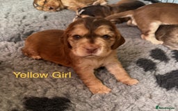 Cocker Spaniel dogs for sale: Cocker Spaniel Pups, KC, Health Tested, Champ Line - Image 13